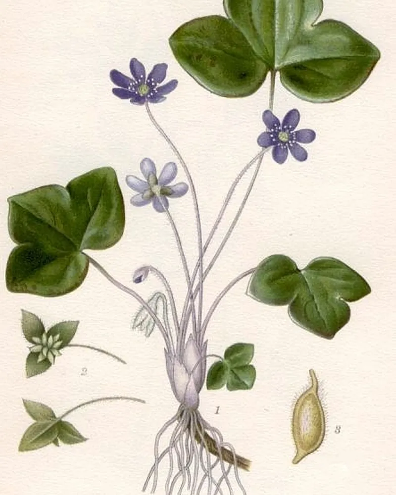 Blåsippa ur Nordens Flora – C. A. M. Lindman