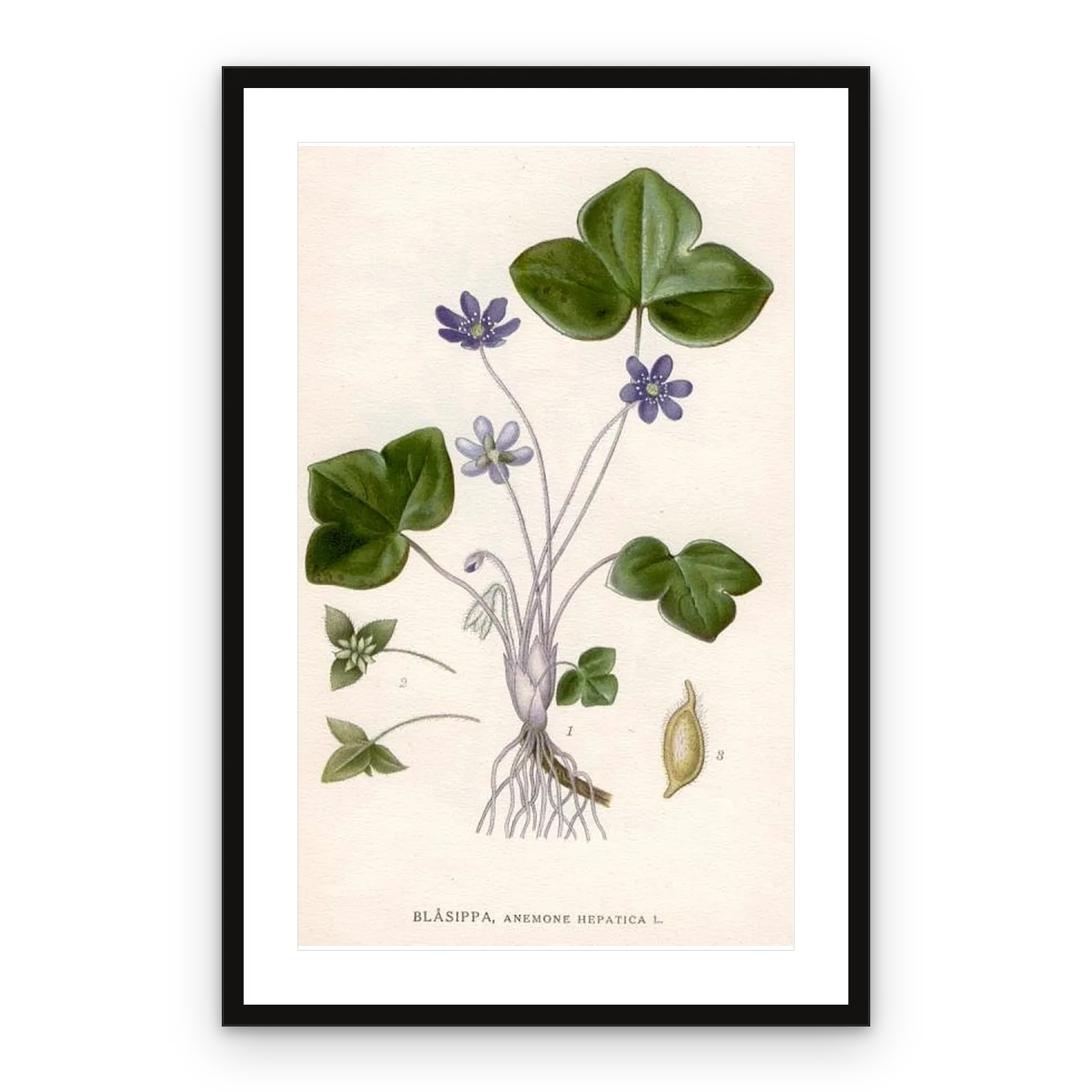 Blåsippa ur Nordens Flora – C. A. M. Lindman